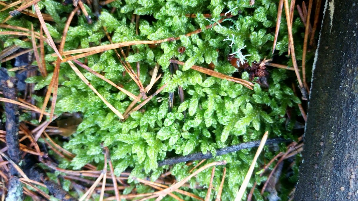 LX8111's tweet photo. #MagicOfMoss #MossMatters #Moos #Moss https://t.co/oAfupr33mO