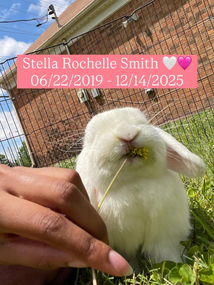 LexiesLevels's tweet photo. that first pet heartbreak hits different 💔 #RIPStella https://t.co/72CheJgoUM