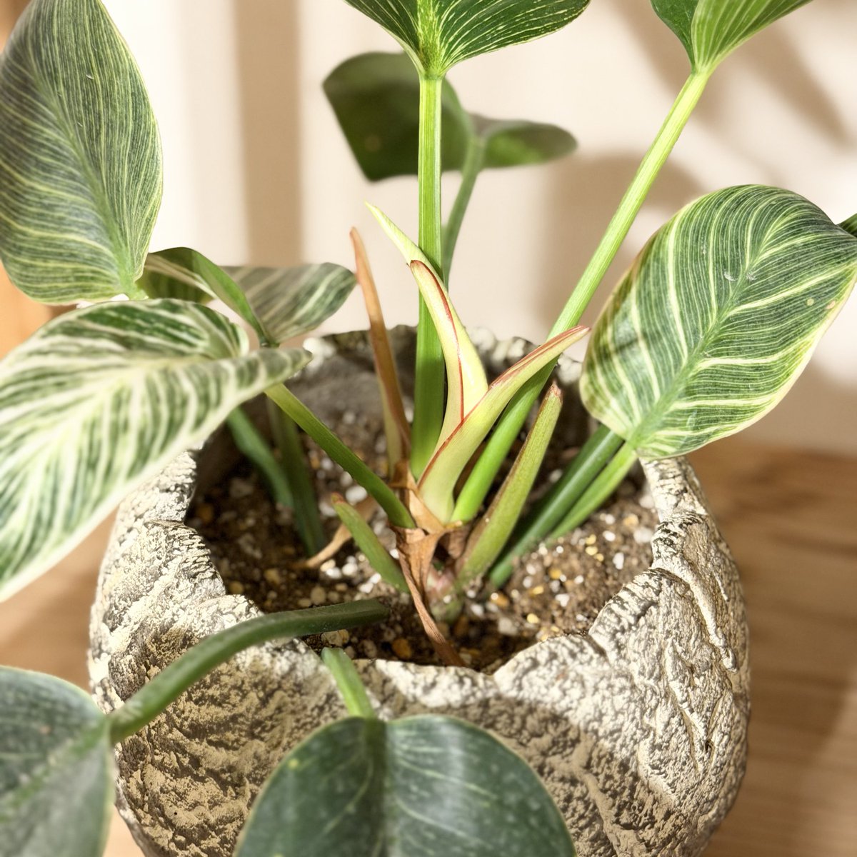 tunneltaro's tweet photo. フィロデンドロンバーキン、新芽、あと少しです。

#観葉植物 #フィロデンドロン #フィロデンドロンバーキン #philodendron #philodendronbirkin #birkin #foliageplant #houseplants #greenplants #indoorplants #観葉植物のある暮らし #グリーンのある暮らし #緑のある暮らし #植物のある暮らし https://t.co/U7NZwrVRHp