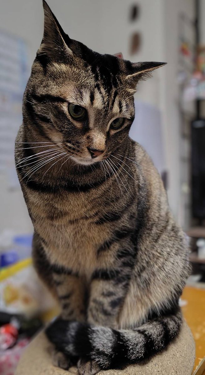 スマホ買うのに凄く時間が掛かってしまったー！！
後、ドコモでも色々機種あるのね
勿論iPhoneじゃないから、少ないだろーって思ってたのに
バッテリーが長く持てばそれでいいのです
どうせ使いこなせないんだから
届いたらデータ移行だーー