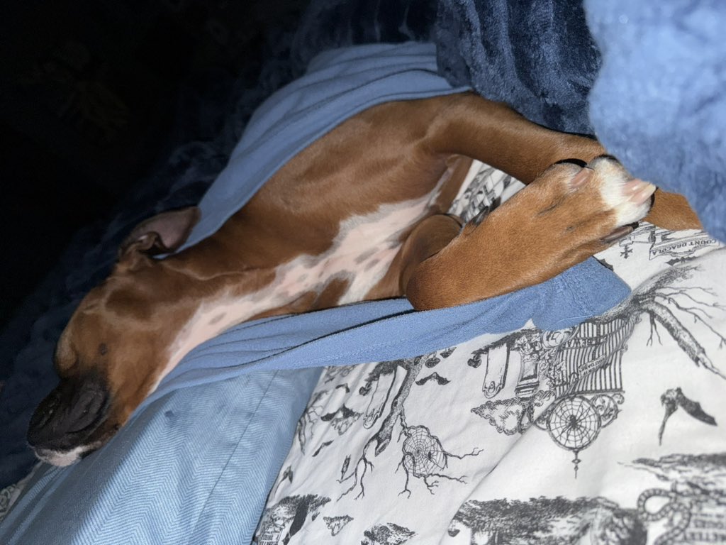 Luna next to me under the covers ❤️❤️❤️ Zeus is by my feet  

#boxerpuppy #boxerdogs #boxerlife 
#boxerlovers #boxersrock #boxersoftwitter #boxerdogsoftwitter #dogsoftwitter #dogsofx
