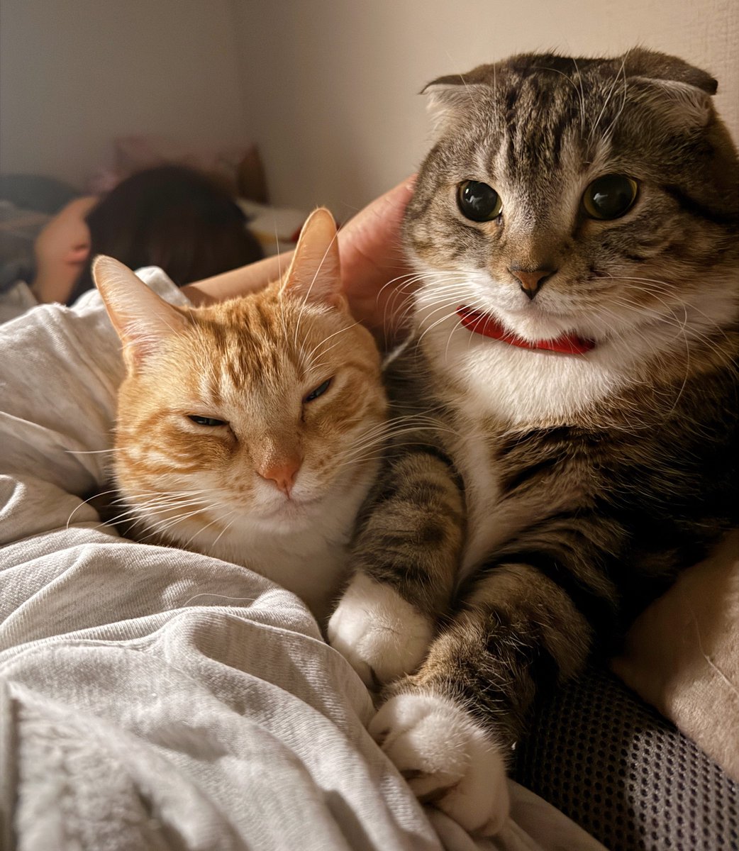 ツナクマ (@kuma_tuna) / Posts / X