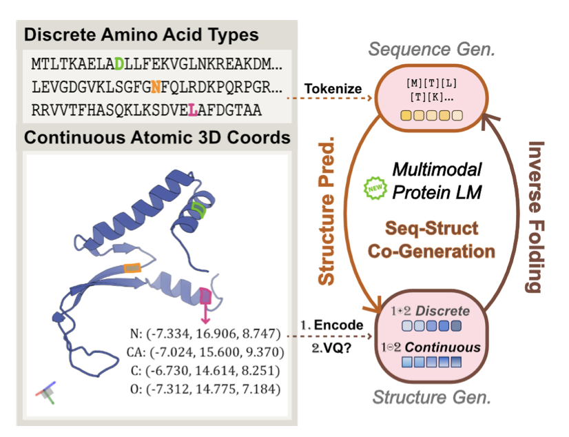 HD-Prot: A Protein Language Model for Joint Sequence-Structure Modeling with Continuous Structure Tokens  

1. HD-Prot proposes a novel hybrid diffusion framework that integrates continuous structure tokens into protein language models (pLMs), effectively bridging the gap between