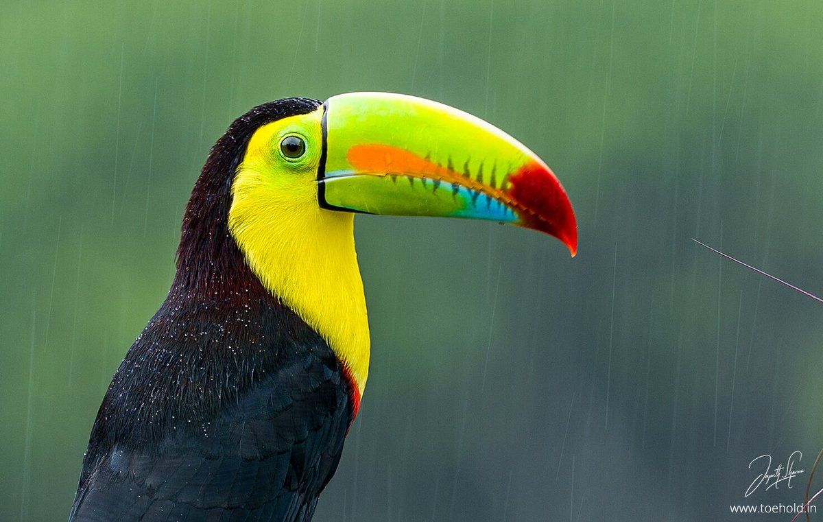 Jayanth_Sharma's tweet image. As we speak, I have been enjoying taking a look at various photos shot on the new Sony A7 V using #Lightroom, which has just released updates to read Raw files from this new camera. I had fun using the camera, which seemed like a camera that many Sony users would go for.