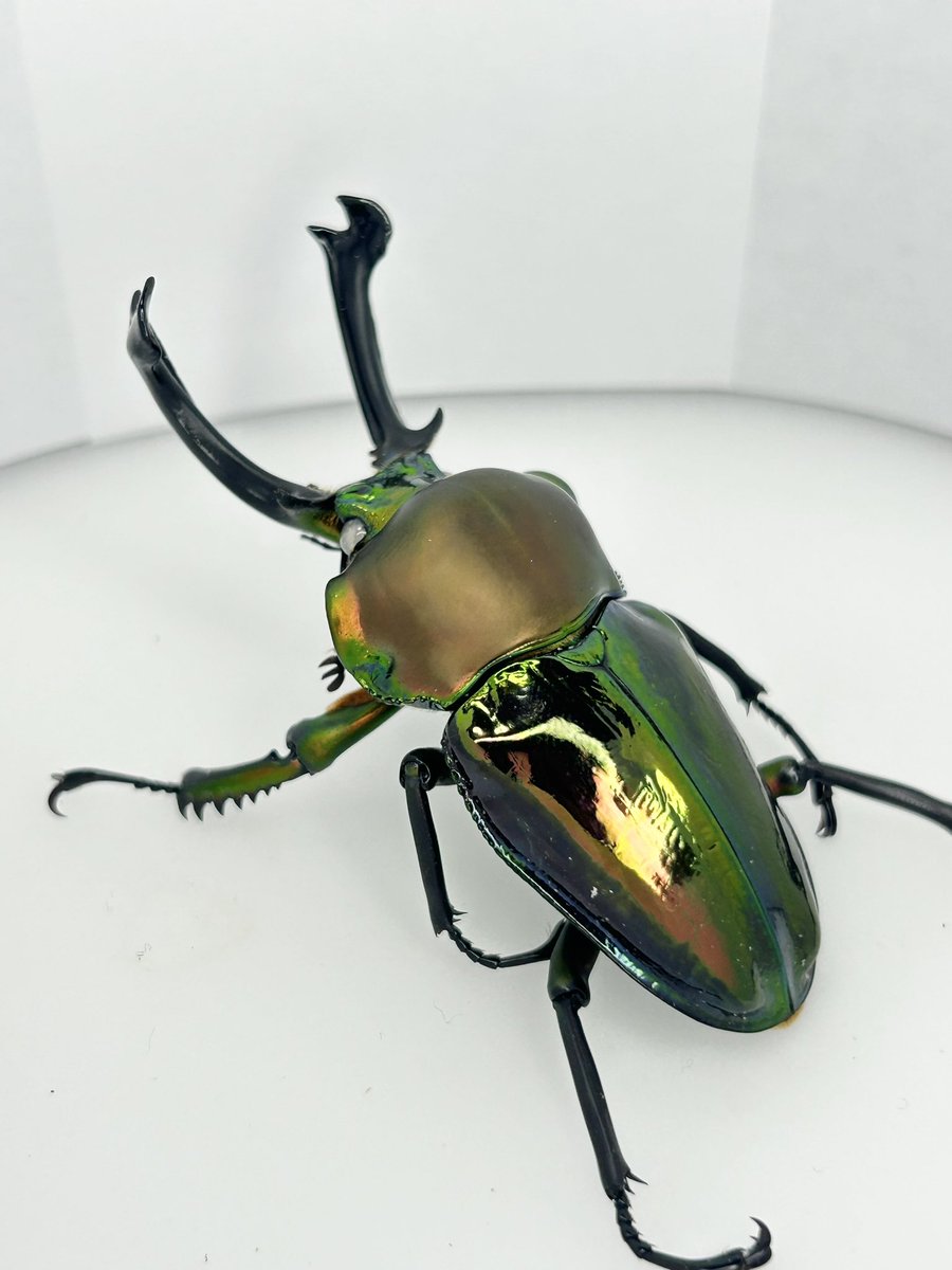 ⭐︎２つ目50%off プロフ読んでね　出品です 51-g84K5K1L._AC_UF350,