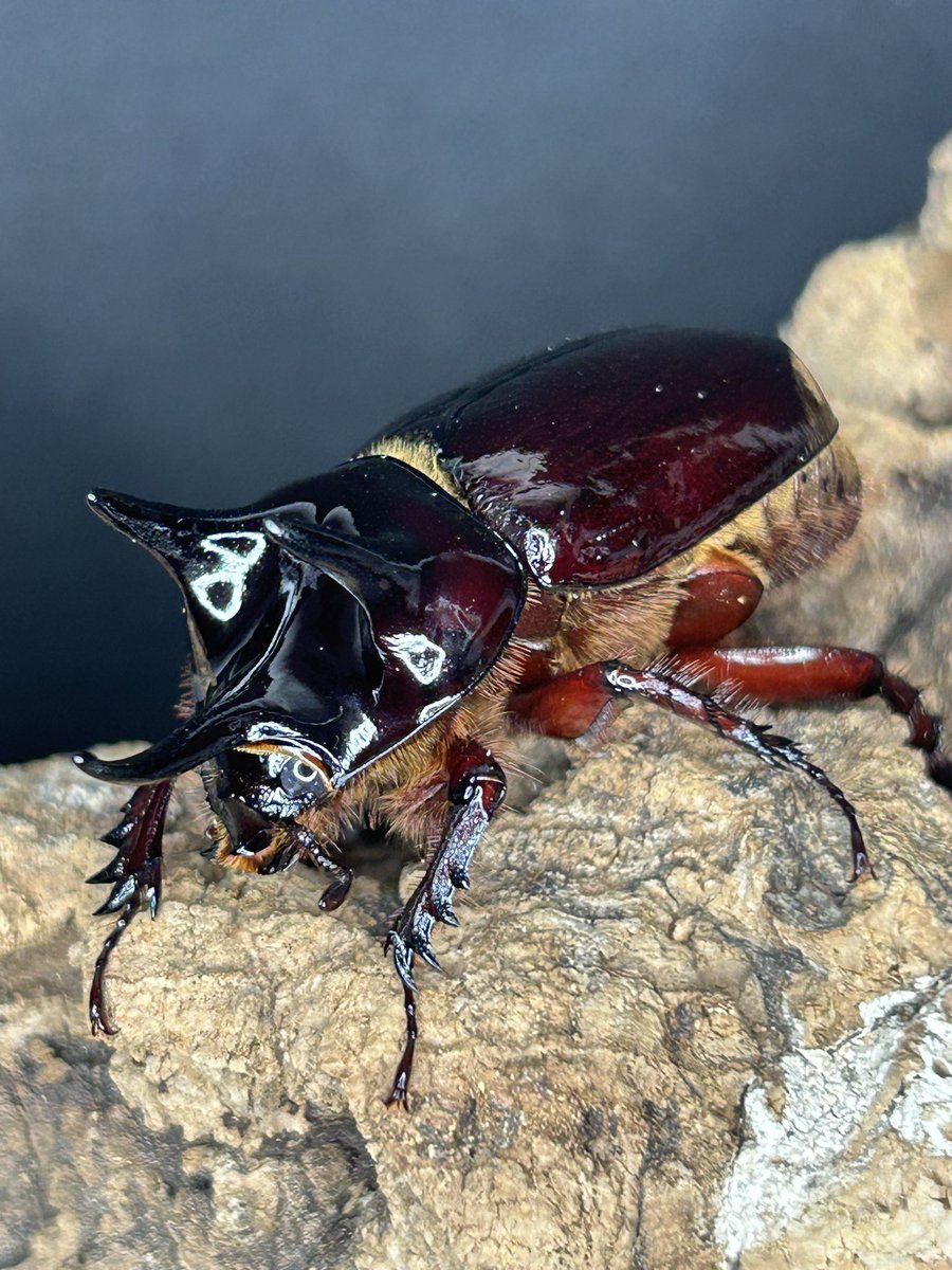 ⭐︎２つ目50%off プロフ読んでね　出品です ブロッコリー Z/X -Zillions of enemy X- ブロッコリー トレーディング