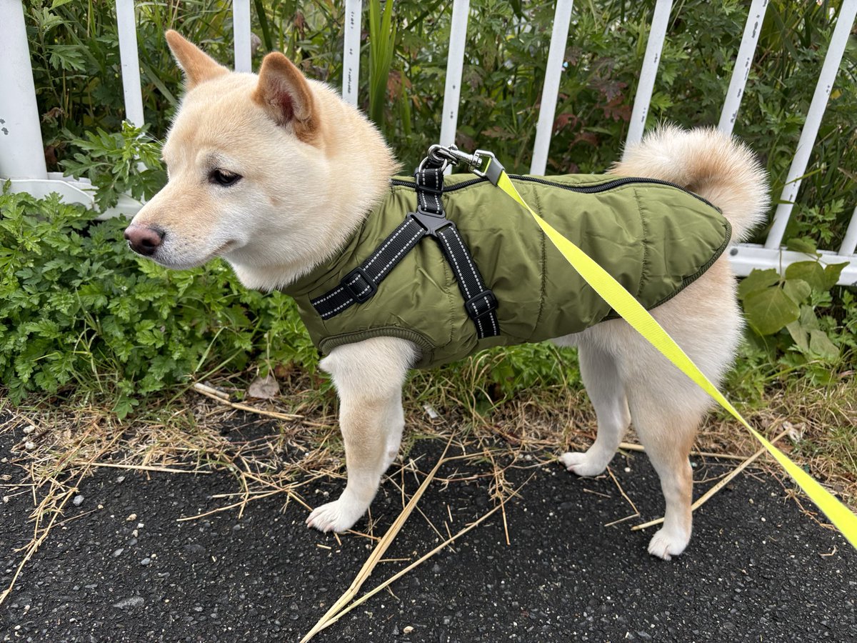 なんか犬が元気ない😞
この二週間くらいで急に大人になった感じやったけど、もしかして体調が悪いのか心配になってきた。
ごはんはモリモリ食べるし、散歩もよく歩くしたくさんクンクンしてるけど。
心配😞