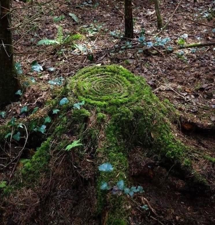 seraphicxc's tweet image. 