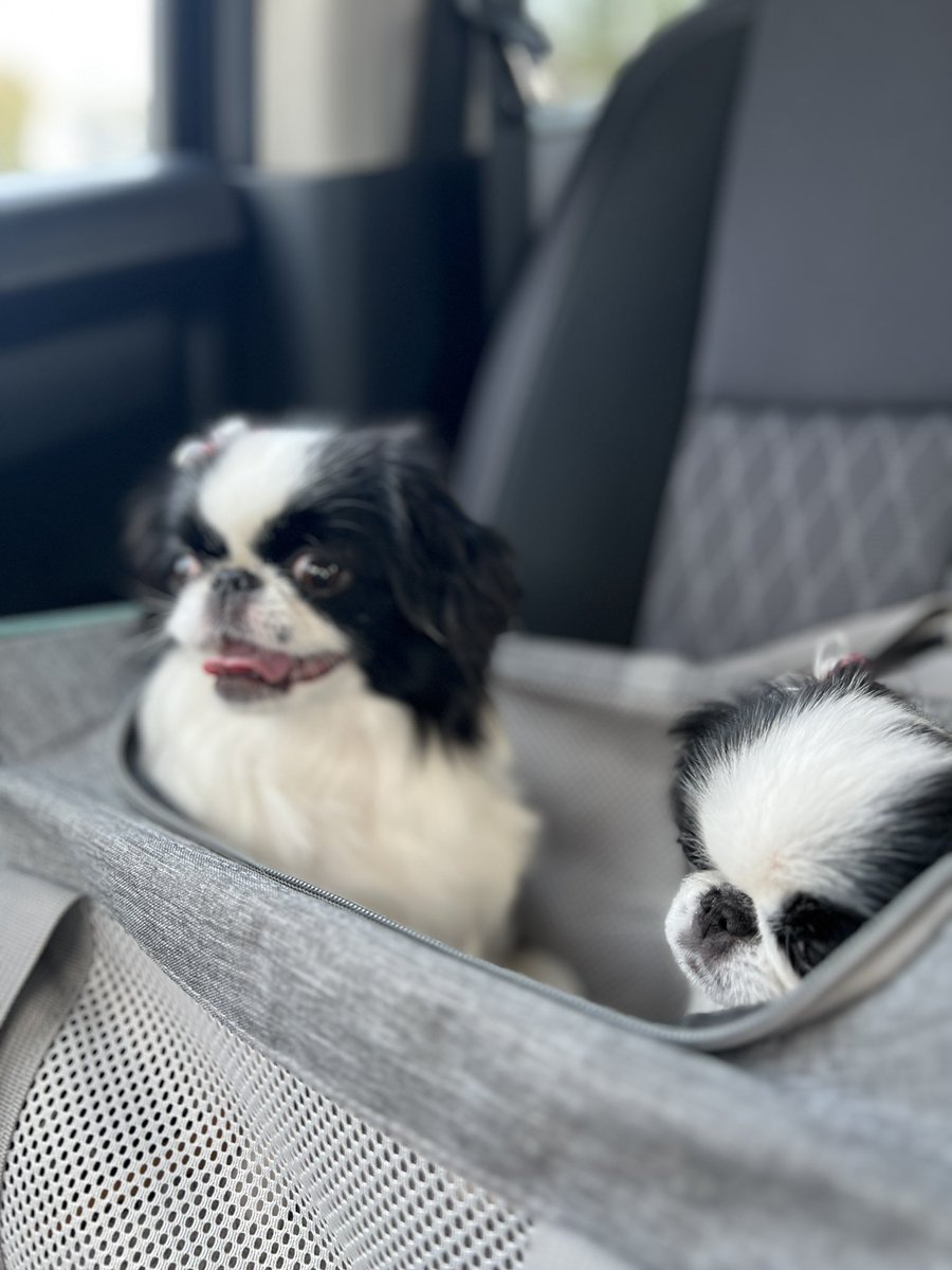 Car rides with the pups 😎