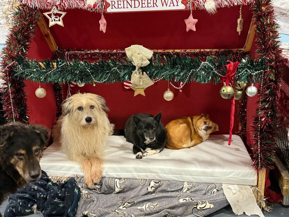 Dogs4Rescue's tweet photo. Shaggy, Folly and Amber enjoying the special Christmas house bed the team made at Rescue World 🎄🎄 https://t.co/9X8PGrgmtC