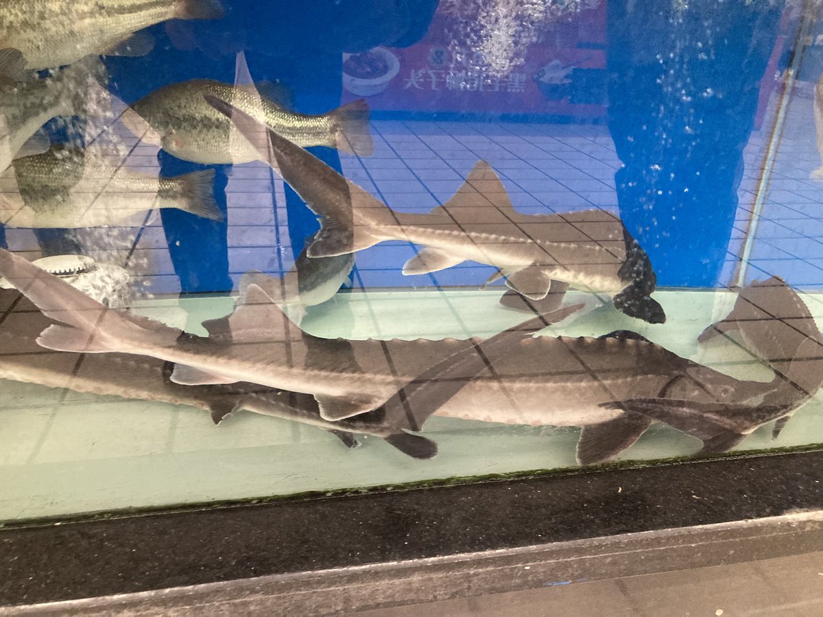 SHOW (@iha8e) / Posts / X