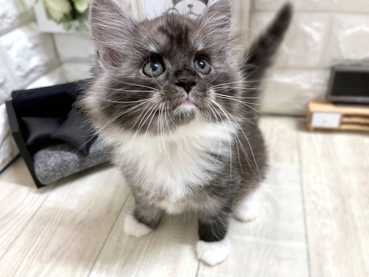 skt3dog's tweet photo. ←12月　　9月→

₍ᐢ⓿ᴥ⓿ᐢ₎

#サイベリアン #子猫 #猫のいる暮らし https://t.co/NyUqC7Rd67