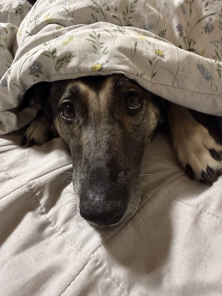 누가봐도 순딩 페이스