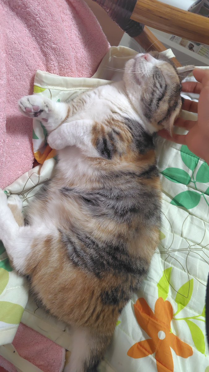 れいちぇる (@reichel0731) / Posts / X