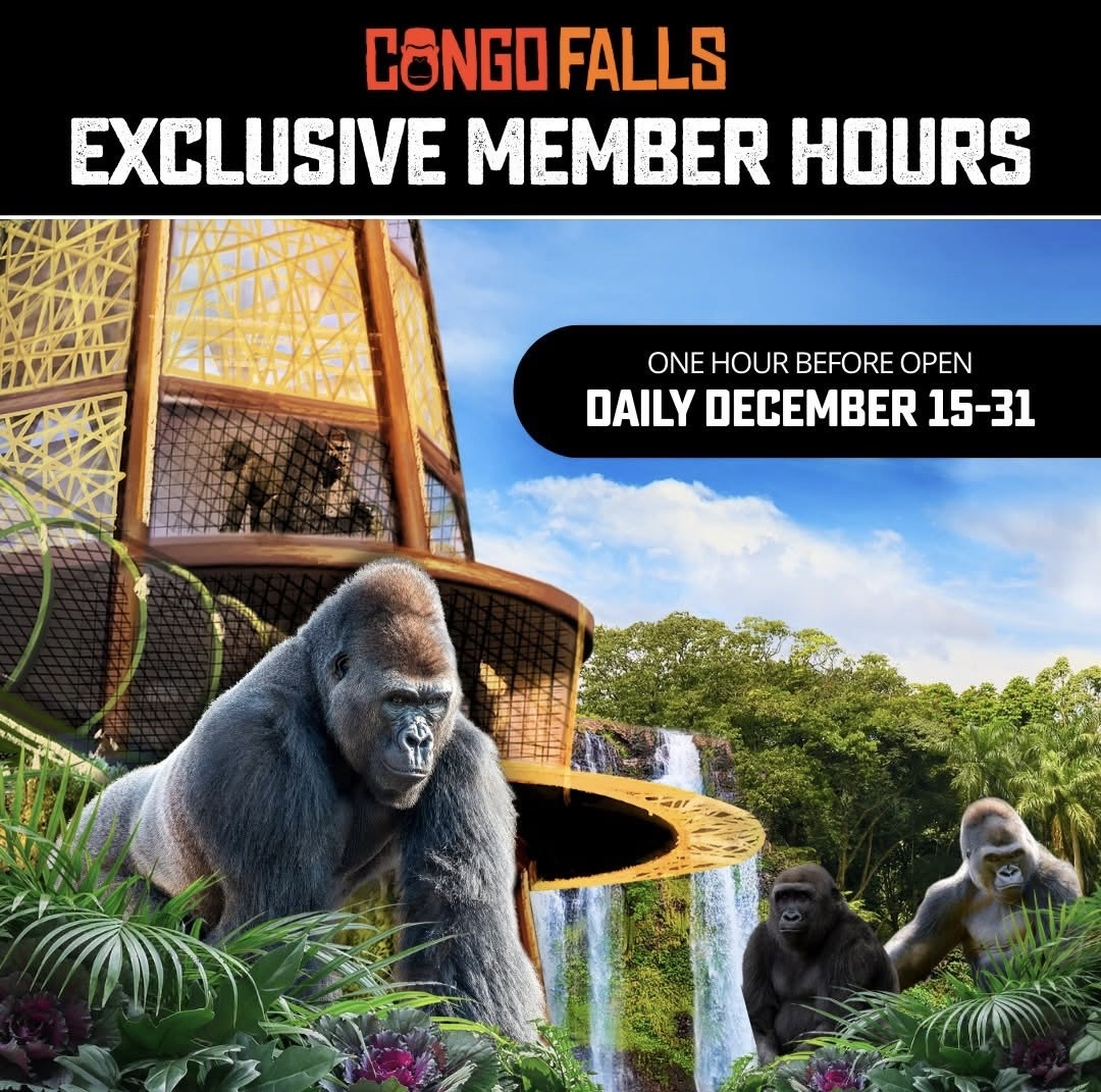 The time has come to experience the world’s tallest, wildest, greatest gorilla experience, Congo Falls!  

San Antonio Zoo Members have access to a FREE new membership perk that allows you to enter the all-new Congo Falls one hour early and visit our seven lowland gorillas each