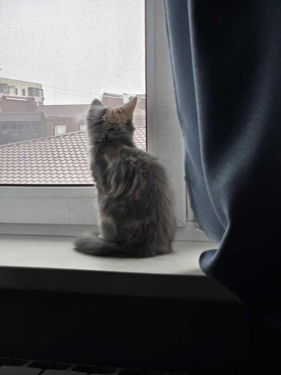 Смотрит в светлое будущее #сушка #коточетверг