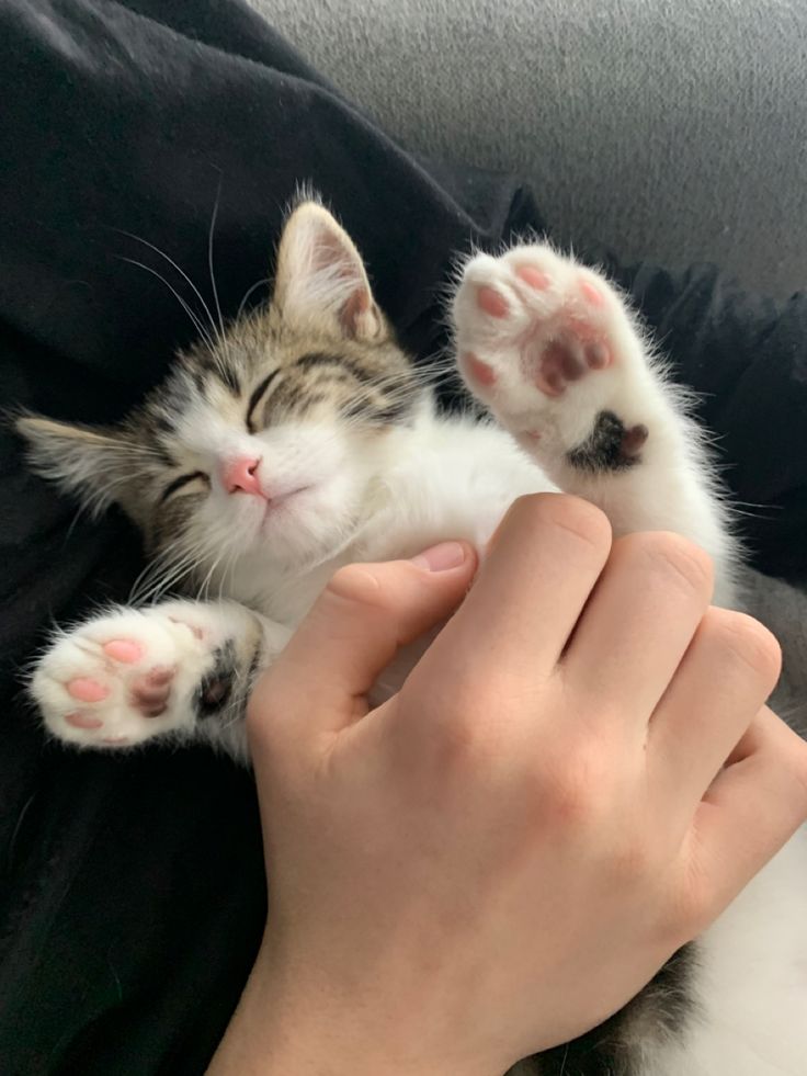 CuteCatsMagic's tweet photo. https://t.co/mPgPD9tJRv