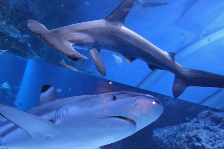 denfaminicogame's tweet image. 「サメ博2026」が横浜・八景島シーパラダイスにて1月9日から開催決定。サメ盛り込みまくりのシャークなイベント
news.denfaminicogamer.jp/news/2512182p

アーチ水槽をサメがジャックし、貴重なサメ冷凍標本コレクションが展示。売店ではサメ肉を使ったナゲットやバーガーが販売される