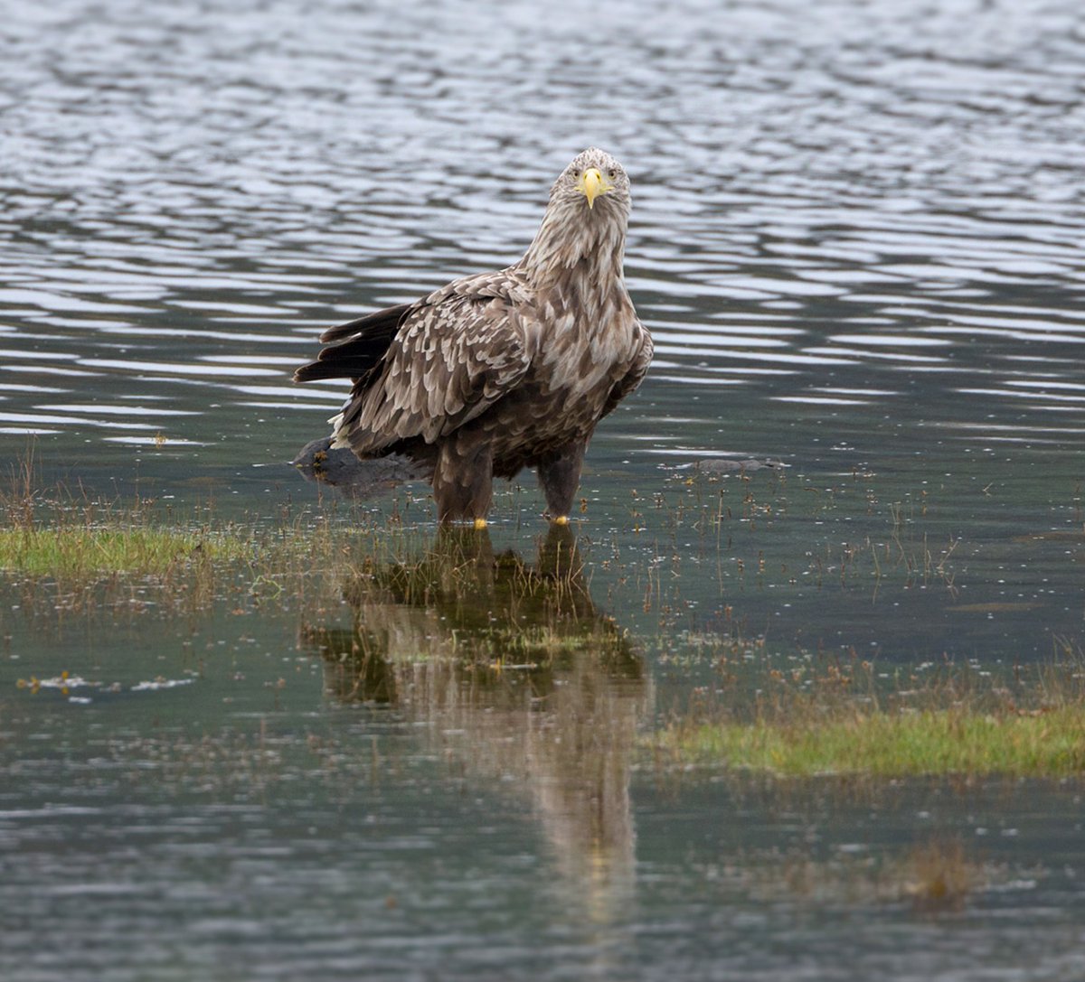 More detail on the missing White-tailed Eagle in south Scotland.

Press release from Police Scotland ⬇️⬇️

raptorpersecutionuk.org/2025/12/18/mor…