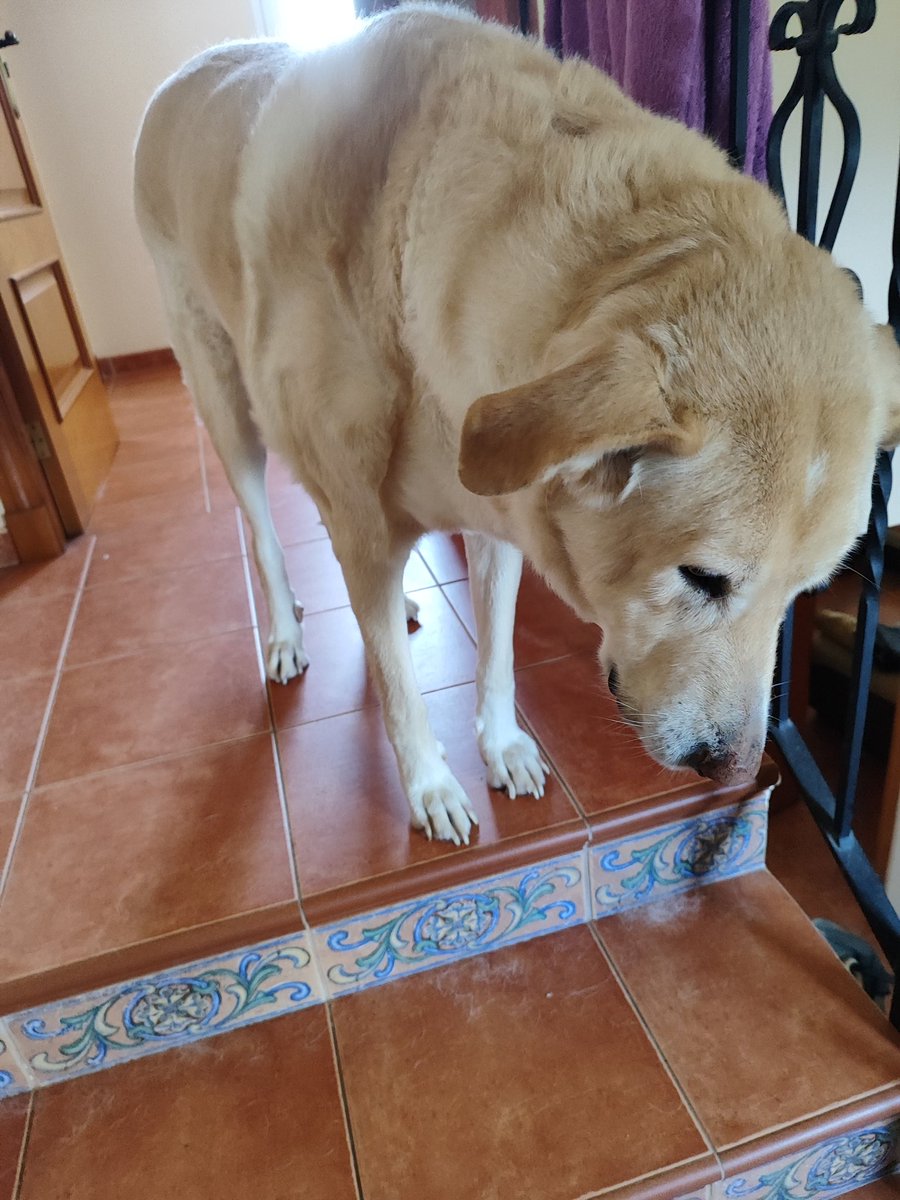 Mi perro que se despierta a las 14 pedazo el cacho vago (parece que está triste pero es solo que es un vago que le cuesta despertase )