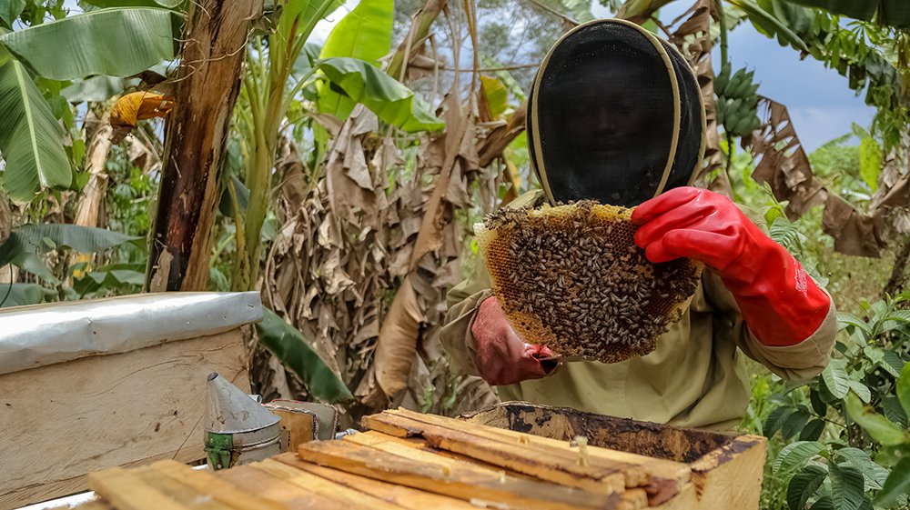 Sawa World tweet media