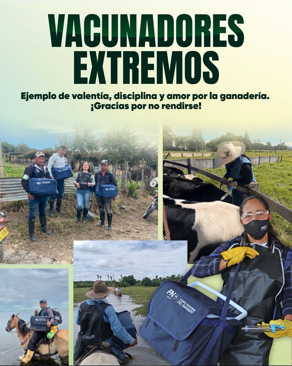 Pl_hatocorozal's tweet photo. En el PL Hato Corozal reconocemos el compromiso de quienes trabajan en el campo para fortalecer la ganadería de nuestros municipios.
Ganaderos y vacunadores: gracias por su disciplina y amor por el territorio. 🐄💉🤍
#aftosa #construyendoganadería
@Fedegan https://t.co/je4nR6R5To