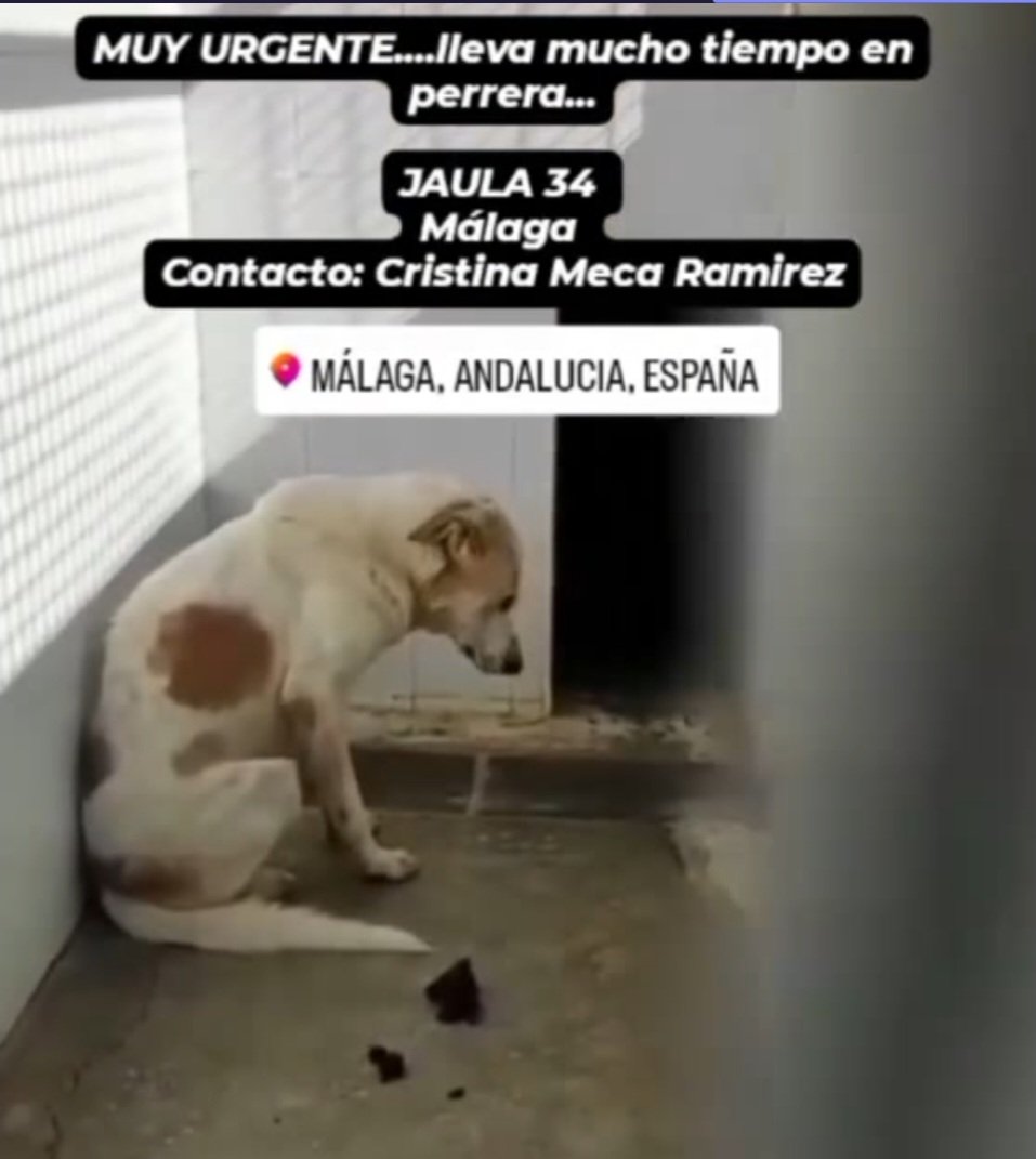 Esta en la perrera el zoo Sanitario jaula 34 de Malaga,es pura tristeza y desolacion se te 💔 de verlo.
Merece un hogar por favor apiadate🙏🏿🙏🙏🏻
Contacta con Cristina Meca Ramirez en Facebook o contactar con el ayuntamiento de Malaga atencion ciudadana ☎️ 951926010