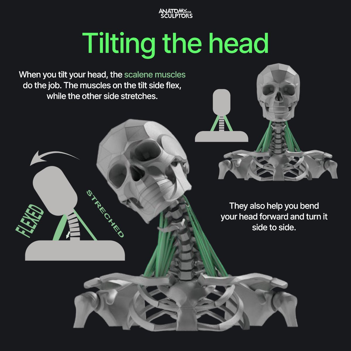 The scalene muscles are three pairs of muscles on each side of your neck. They run from your neck vertebrae down to your first two ribs. These muscles help move your head and neck – tilting, turning, and bending it forward. #anatomy #3dmodeling #characterdesign