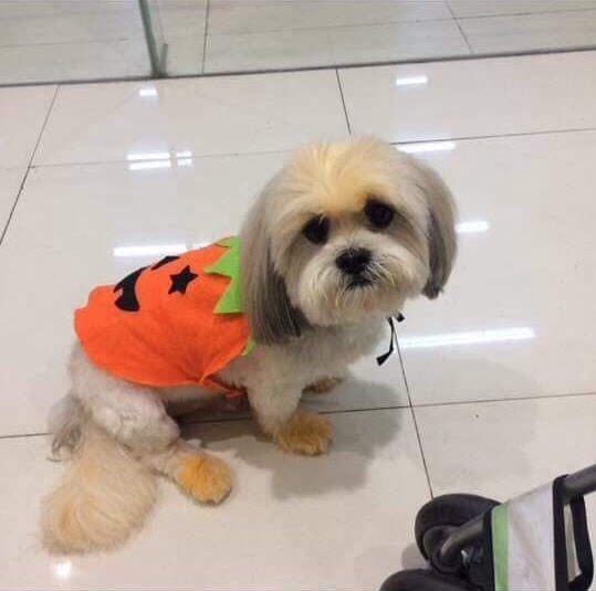 myone_JB07's tweet photo. our bebe bubu crossed the rainbow bridge last week (he’s 15) also, lost the photocard holder that i got from a giveaway w 2 official JAYB photocards + beep card 😭🐾 hayyyy life is not life-fing lately 💔 https://t.co/CcyMAt8cYw