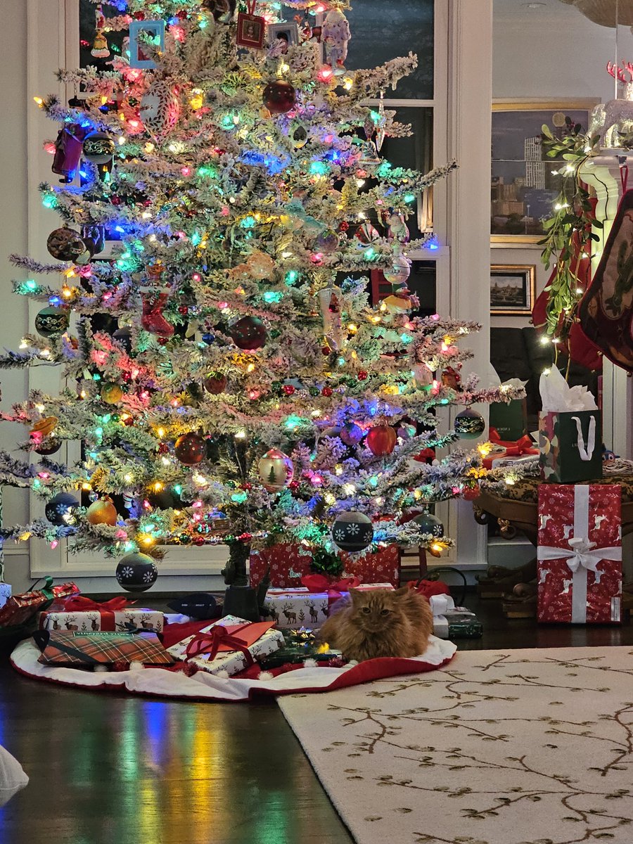randelglass's tweet photo. @thequeenofrust My cat is ready. https://t.co/PlAqYPaGJu