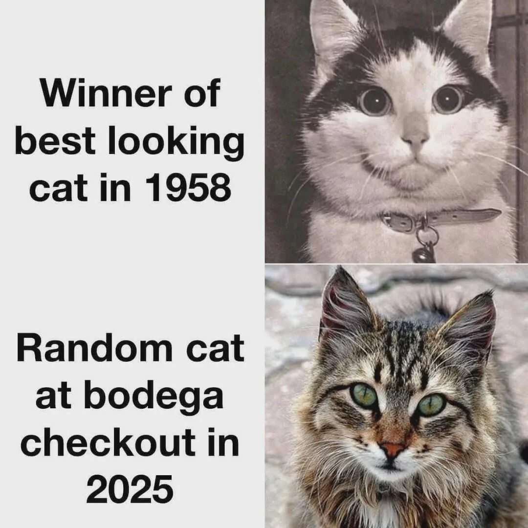 WholesomeMeme's tweet photo. https://t.co/uS6xnXN0uM