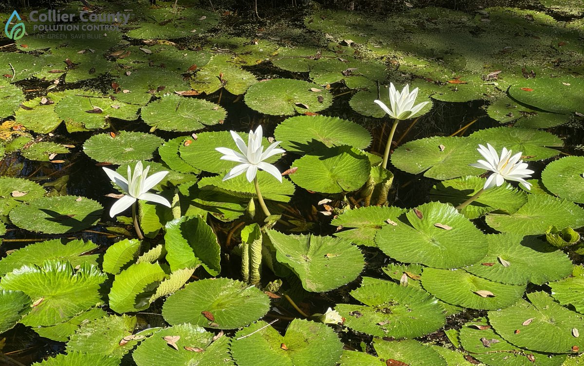 Ever seen these flowers in a wetland or pond? This is the White Egyptian  Lotus (Nymphaea lotus) and they are part of the water lily family. They can  be found in a, image size:1200x753
