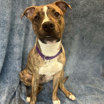 Rabes44's tweet photo. Here he is Fan Nation! This is Peat, he's only about 9 months old, weighs 55 pounds, and is available for adoption @WiscHumane   Green Bay Campus starting at 2 pm today. Peat is a fun-loving pup with an eye for adventure! Very friendly and ready for a forever home! https://t.co/Pq0q3v8p4H