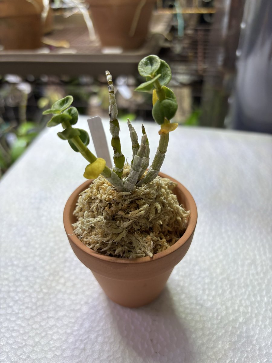 hakuto14 (@hakuto142) / Posts / X