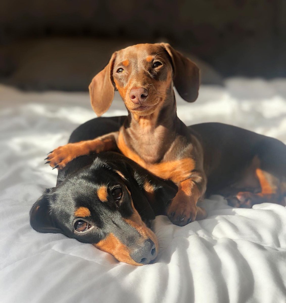 Lindinhos, image size:1132x1200