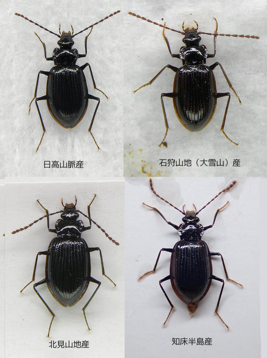 gecko / the eccentric explorer 𓆣 (@gecko28651371) / Posts / X