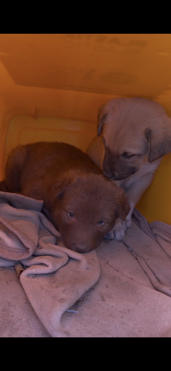 no_koreleyysinn's tweet photo. Soğuktan sümüklenmiş minik pandalar 🥺

Henüz hiç dönüş olmadı, lütfen ilanı daha çok kişiye ulaştırarak geçici ya da kalıcı yuva bulmamıza yardımcı olun.

Yer: Konya (Adana, Mersin ve Konya civarındaki illere nakil ayarlamaya çalışacağım) https://t.co/fwvzcG4rUY