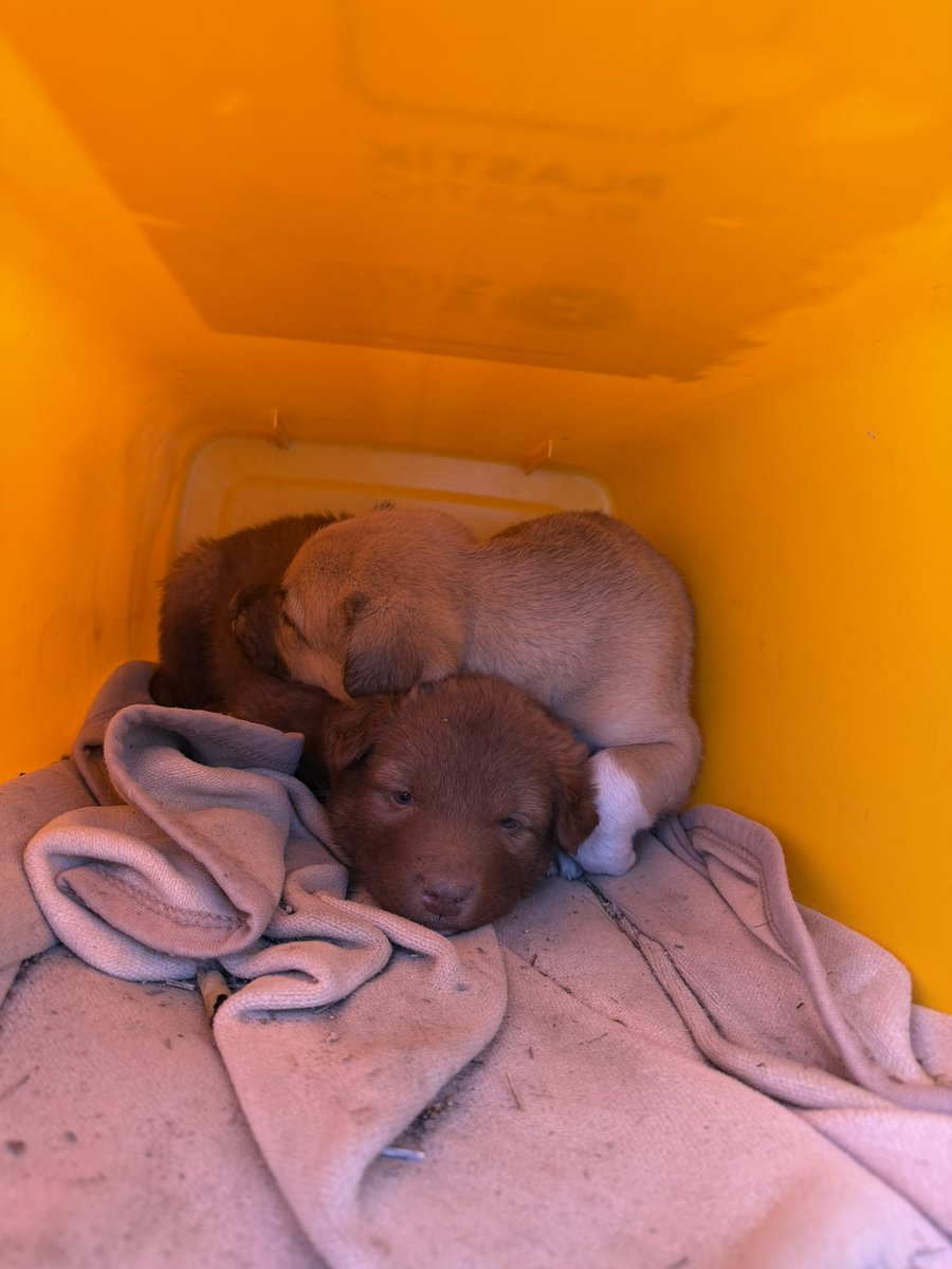 no_koreleyysinn's tweet photo. Soğuktan sümüklenmiş minik pandalar 🥺

Henüz hiç dönüş olmadı, lütfen ilanı daha çok kişiye ulaştırarak geçici ya da kalıcı yuva bulmamıza yardımcı olun.

Yer: Konya (Adana, Mersin ve Konya civarındaki illere nakil ayarlamaya çalışacağım) https://t.co/fwvzcG4rUY