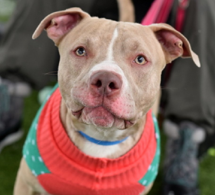 Chase😍
#NewDogontheBlock 
nycacc.app/#/browse/234865 
#AdoptMe 

Look at this PuppyLove 
What a cutie 
So expressive

Chase's #ChristmasWish is a loving home 
Start &amp; end your day w/ snuggles 
Craves a routine of training games, playtime, walks, long naps &amp; toys
Treats are good