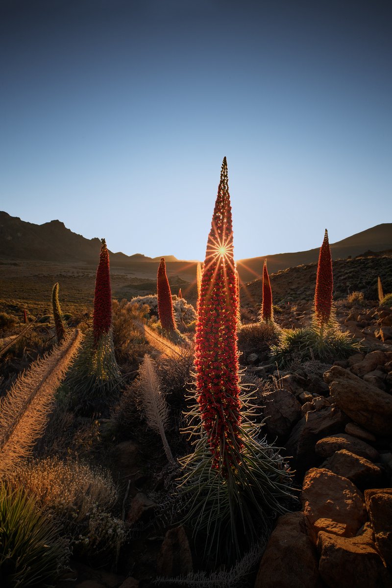 “This photo was taken a few years ago, during tajinaste season, an endemic plant that blooms in the park between May and June.“
📷 Canon 6D | 15mm | ƒ/18 | 0/4s | ISO 50
👉 Photo by Carlos Mora.
📍 Planned with PhotoPills: photopills.com