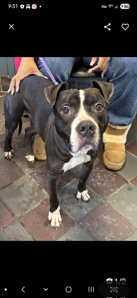 MyBoxerLuvMac1's tweet photo. 💞Trampoline💞
▪️#NewDogOnTheBlock
#NYCACC #242708 4y
#Adoptme #RescueMe
Precious sweetie's 💔, just arrived @ scary shelter.
Who knows all endured!
Beautiful boy w the amazing ears!
Ready 2 be cherished, adored & hell give u all his love in return.
Deserves loving, #Adopter/N.East #Foster, 4 security, 2 blossom into yr 4ever BFF.
DM @CathyPolicky
Pls #pledge
💞T
https://t.co/78Zzxy8hsE