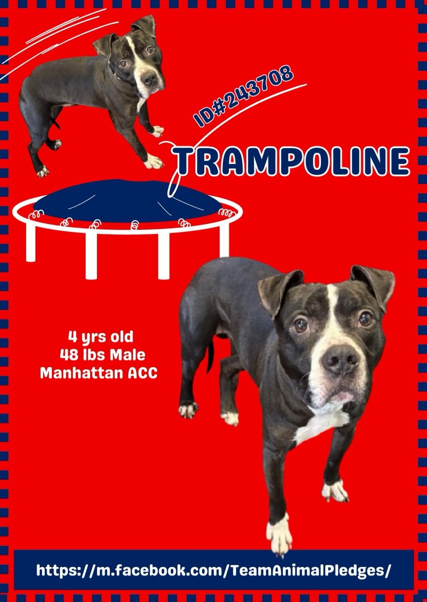 MyBoxerLuvMac1's tweet photo. 💞Trampoline💞
▪️#NewDogOnTheBlock
#NYCACC #242708 4y
#Adoptme #RescueMe
Precious sweetie's 💔, just arrived @ scary shelter.
Who knows all endured!
Beautiful boy w the amazing ears!
Ready 2 be cherished, adored & hell give u all his love in return.
Deserves loving, #Adopter/N.East #Foster, 4 security, 2 blossom into yr 4ever BFF.
DM @CathyPolicky
Pls #pledge
💞T
https://t.co/78Zzxy8hsE