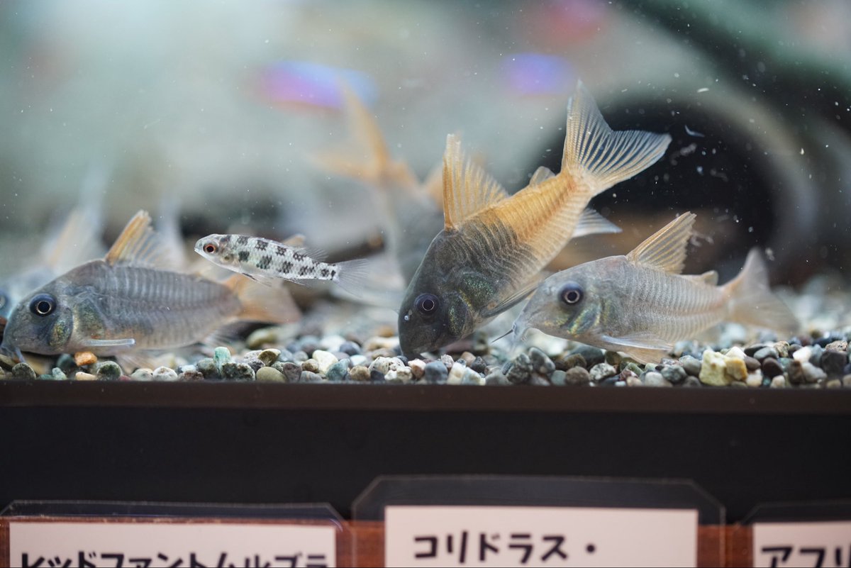 GreenNote777's tweet image. 熱帯魚各種入荷しております！
久しぶりのコリドラスが多数に初めましてのコリドラスも少々ございます。
まだアップ出来ていないお魚も多いですが、もし宜しければ新着情報も覗いてみてくださいませ。
green-note.info/category/newar…