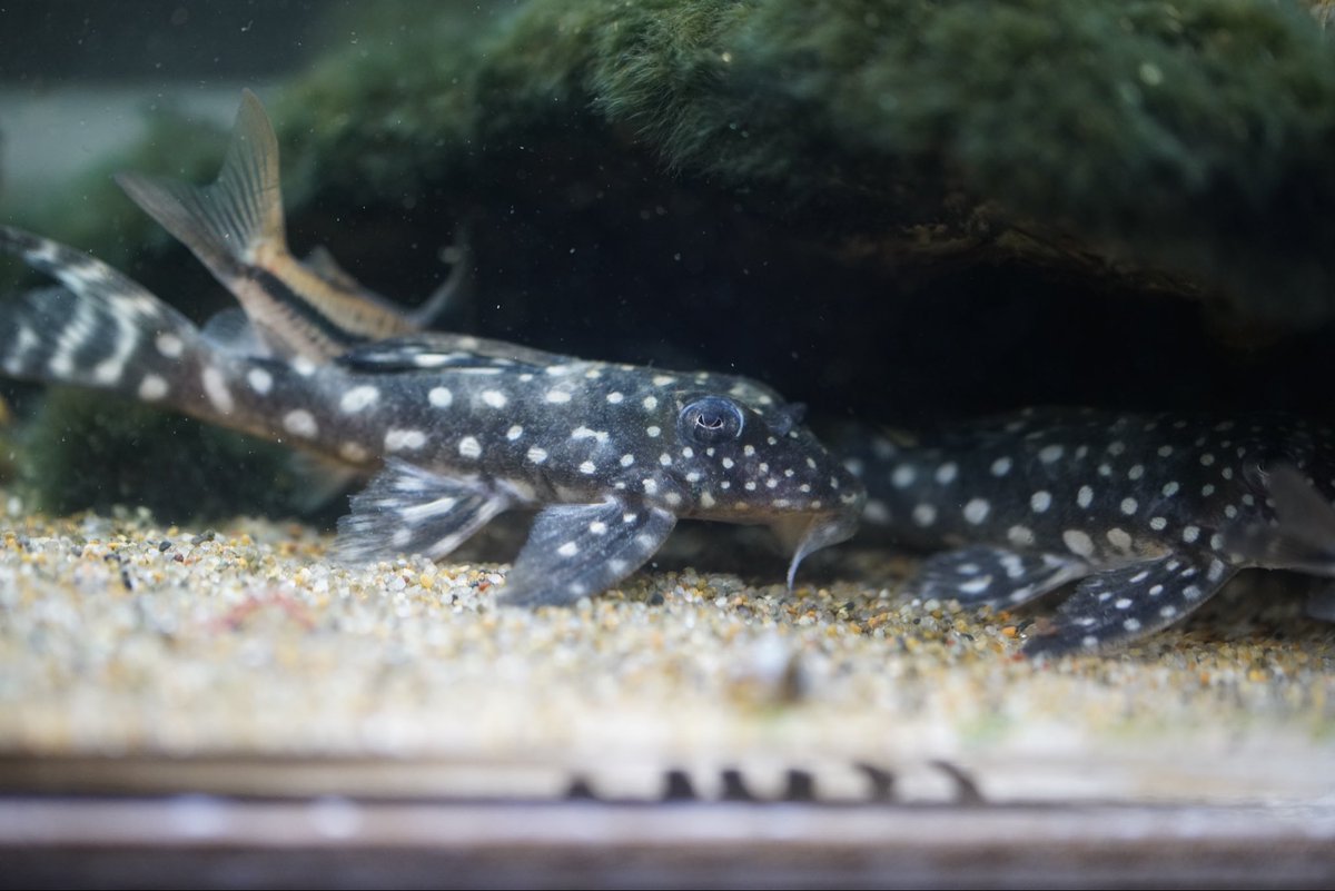 KENZO (@fw_kenzo) / Posts / X