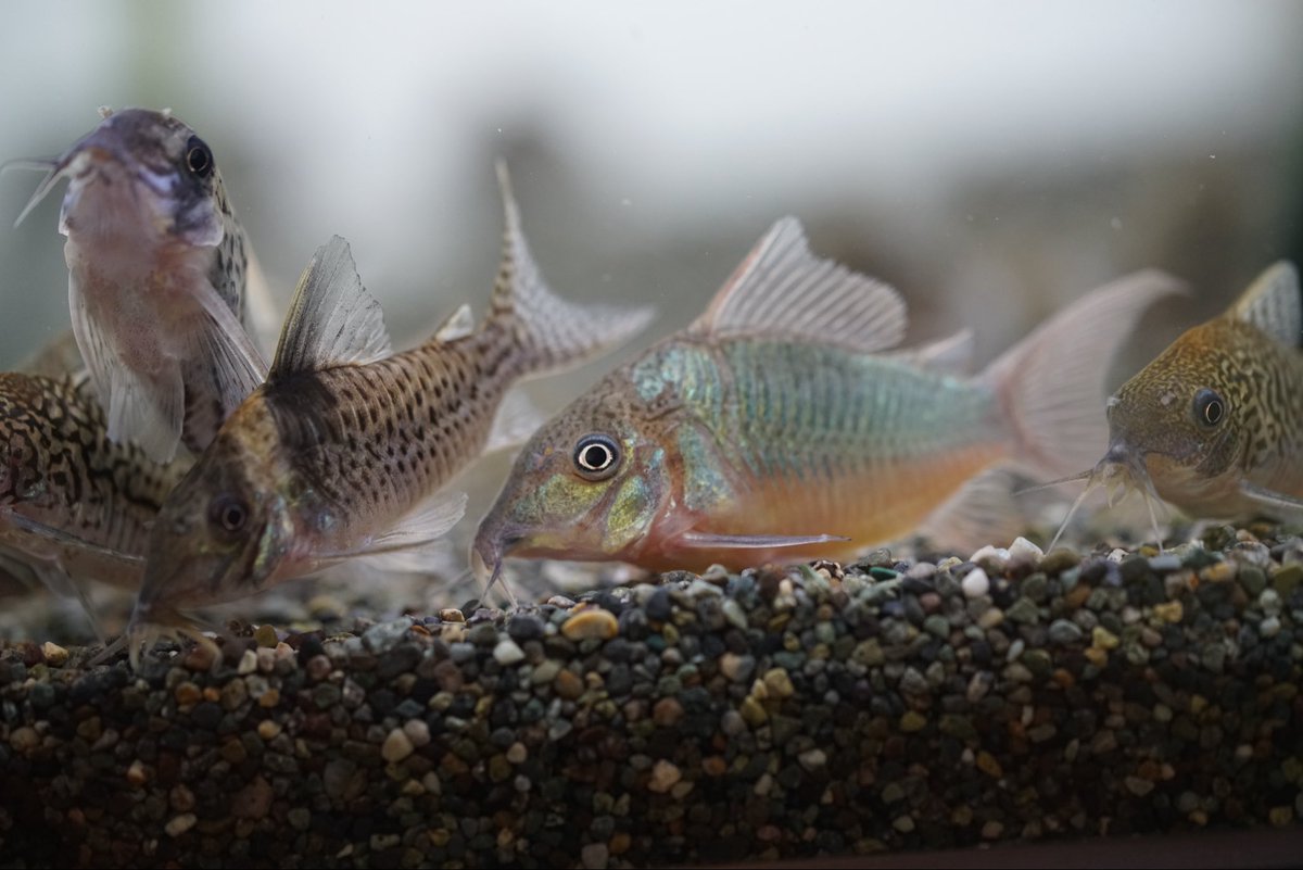 GreenNote777's tweet image. 熱帯魚各種入荷しております！
久しぶりのコリドラスが多数に初めましてのコリドラスも少々ございます。
まだアップ出来ていないお魚も多いですが、もし宜しければ新着情報も覗いてみてくださいませ。
green-note.info/category/newar…