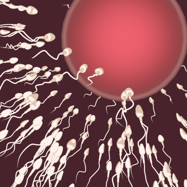 Average squirrel breeding session.

Vivi creating more pregnancy cases with villains she can't help but breed.