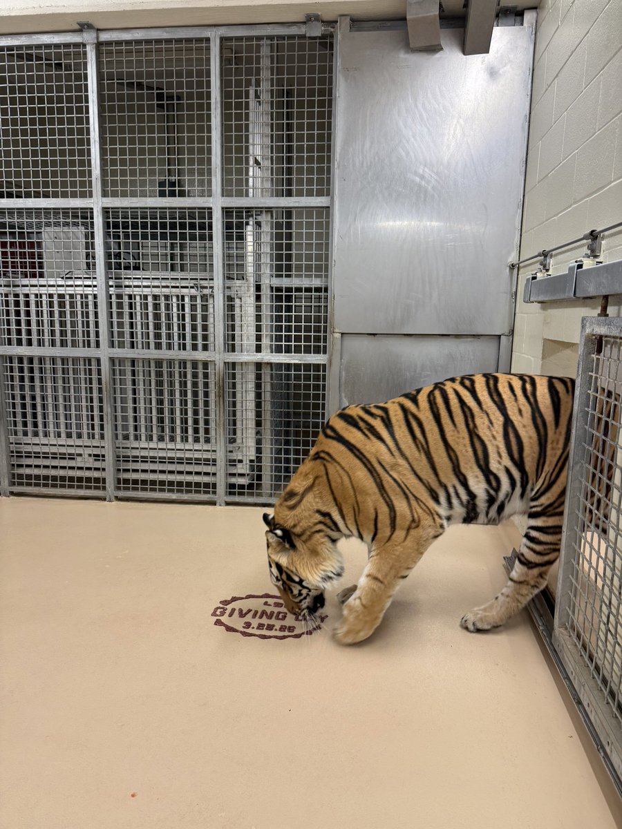 Mike VII tweet media