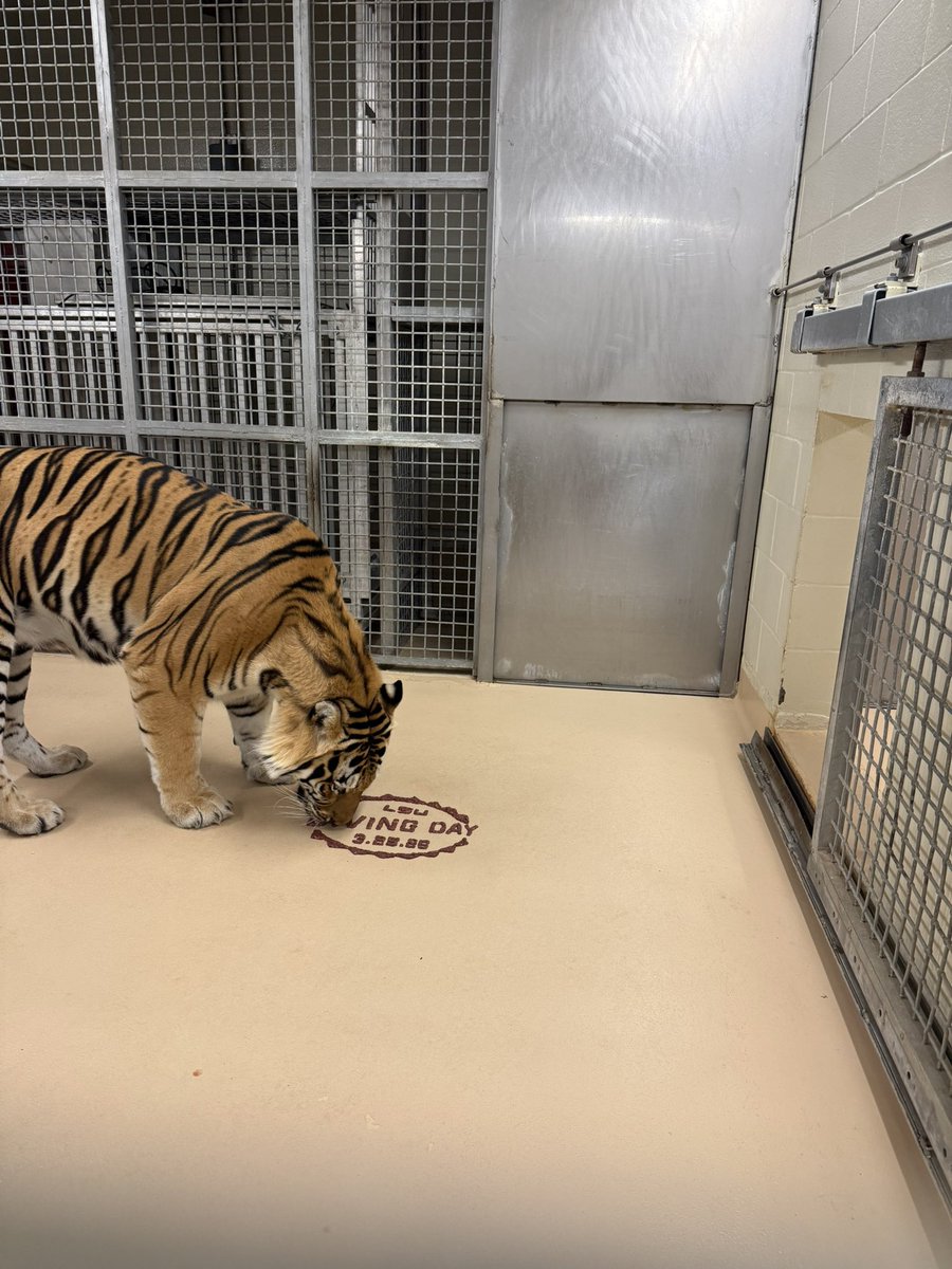 Mike VII tweet media