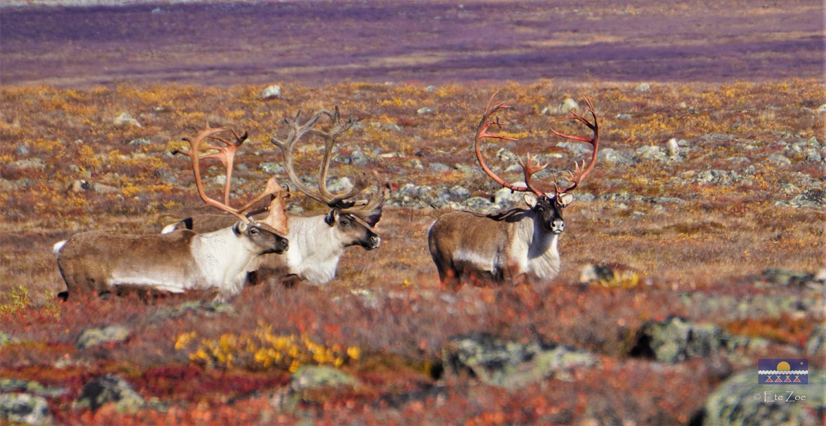 Global Initiative on Ungulate Migration tweet media