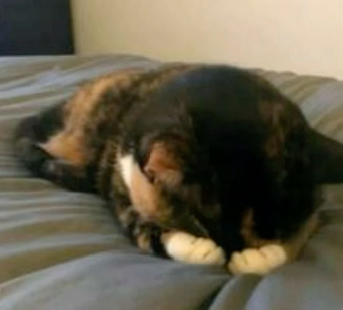 اخوي اللي مخلص جامعة كل ما زانت الجلسة قال كيف المذاكره